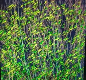 jharkhand trees cutting , parrot on trees